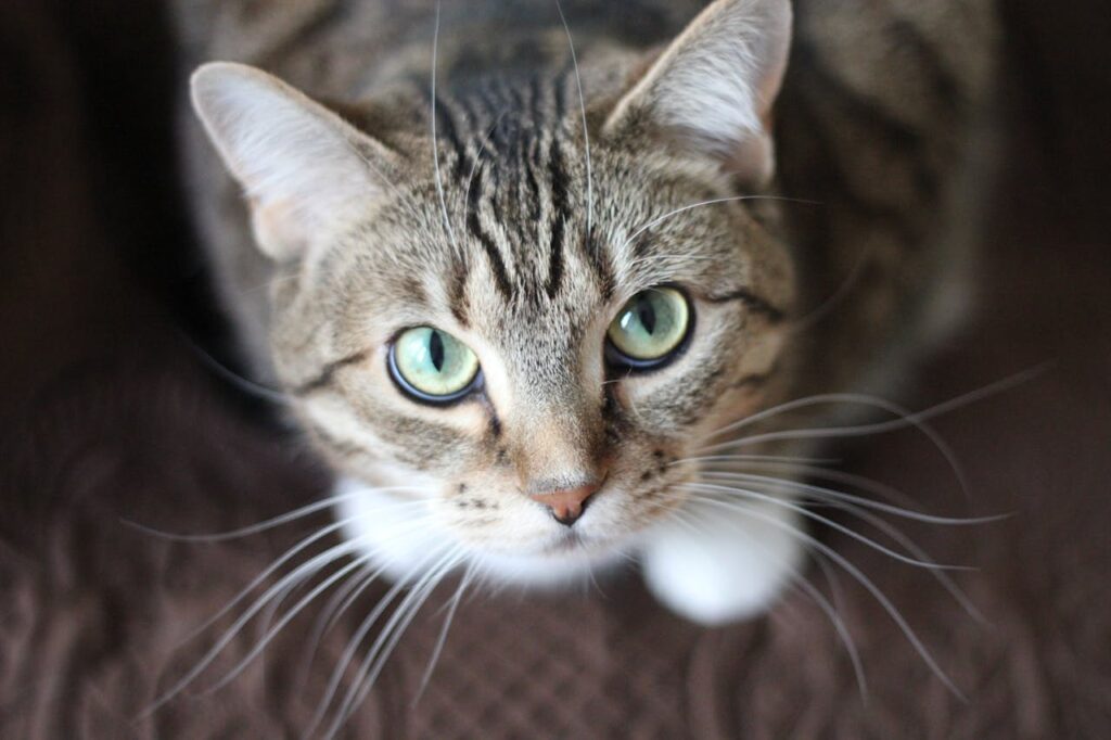 cute pet cat, cat grooming