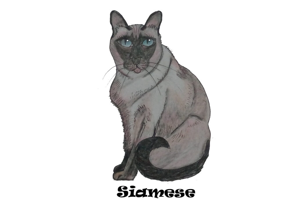 Siamese cat