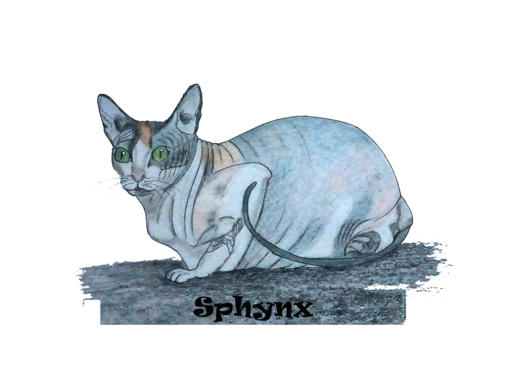 Sphnx cat breed