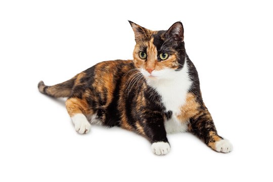 European shorthair cat breed