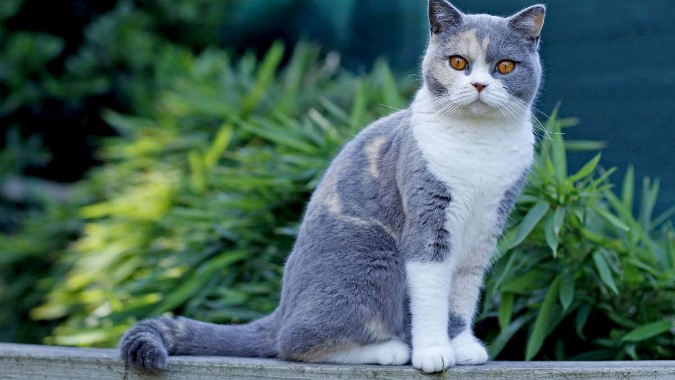 British Shorthair cat breed consider to be one of the cutest breed