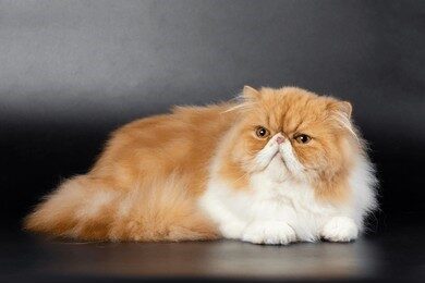 persian breed of cats