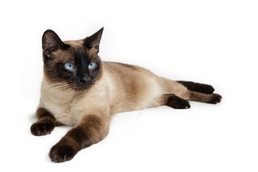 Siamese cat this is cute cat breed and popular one