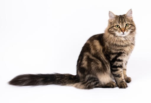 Siberian cat breed