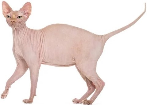 sphnx a popular cat breed